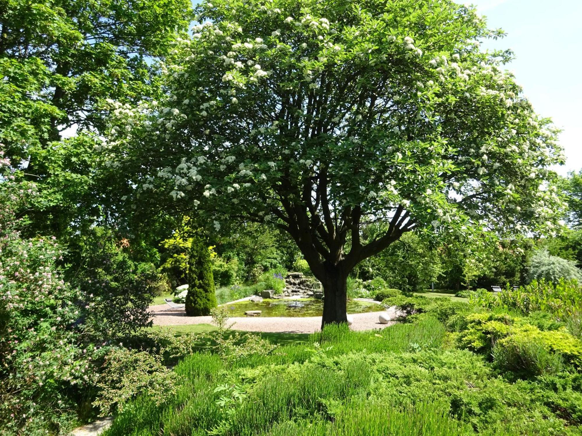Solrosen I Simrishamn - Oesterlen Buitenkant foto
