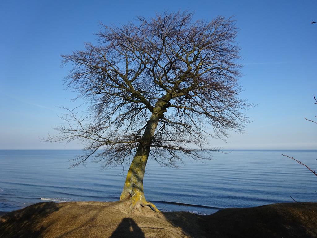Solrosen I Simrishamn - Oesterlen Buitenkant foto